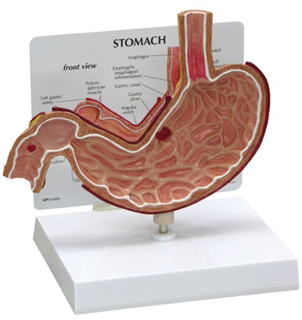 Stomach Model